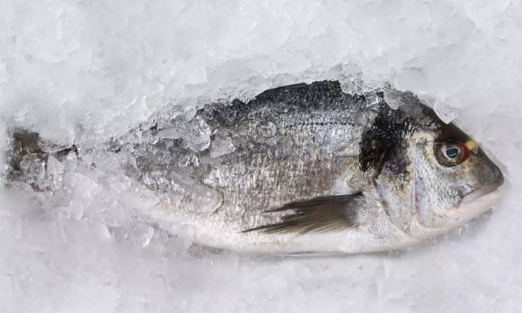 Ikan beku, Sumber: toiimg.com