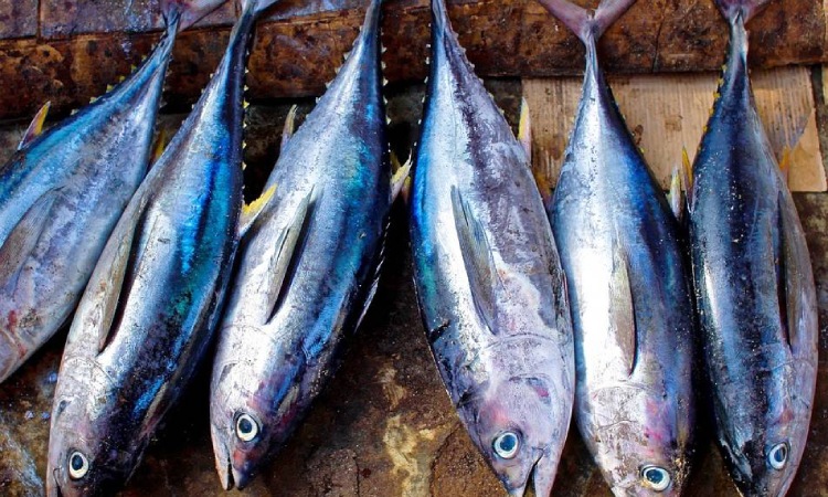 Ikan hasil tangkapan, Sumber: 99.co
