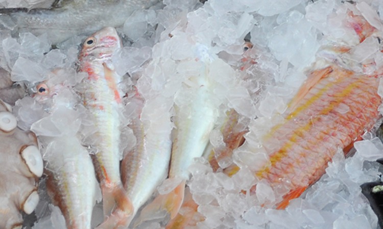 Pengawetan ikan, Sumber: dryicesupplyuk.com