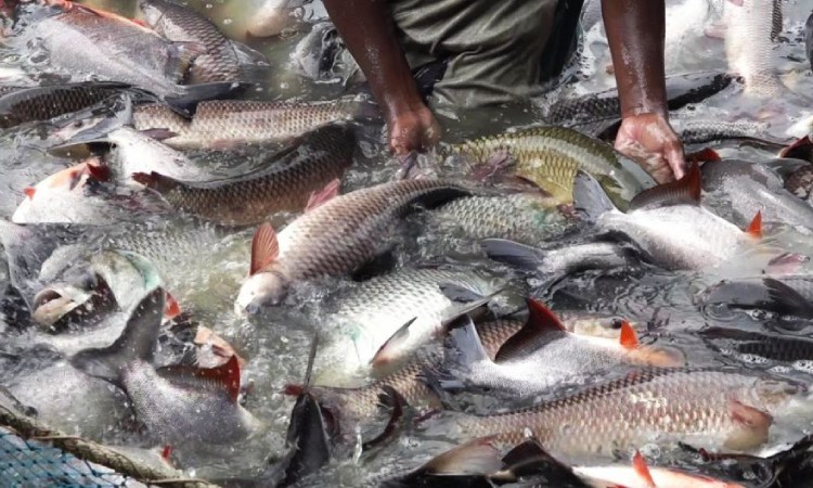 Sumber ikan segar berkualitas, Sumber: hiprofeeds.in