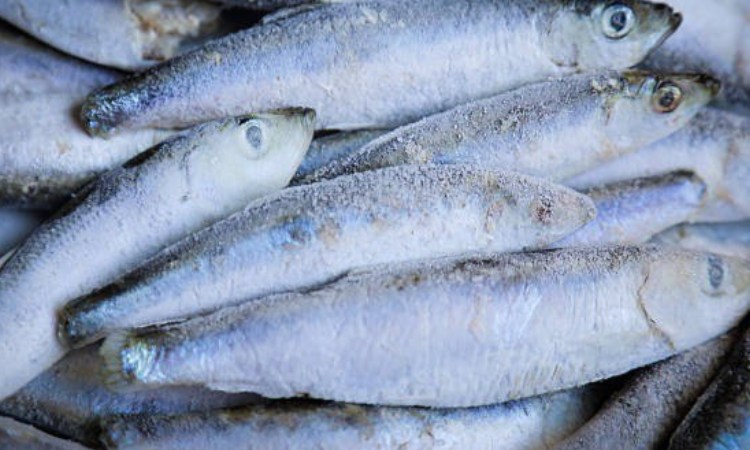 Teknik pembekuan ikan, Sumber: licdn.com