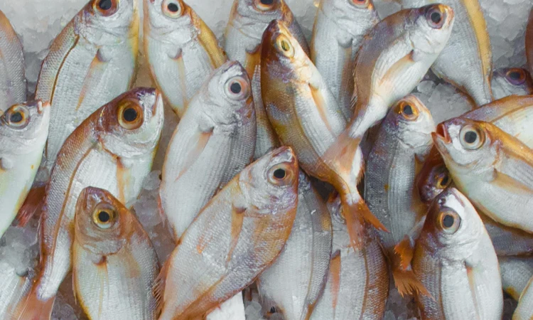 Cara menyimpan seafood, Sumber: pexels.com