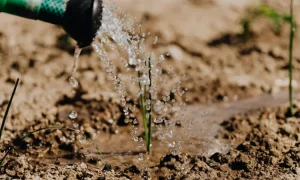Berkebun, Sumber: pexels.com