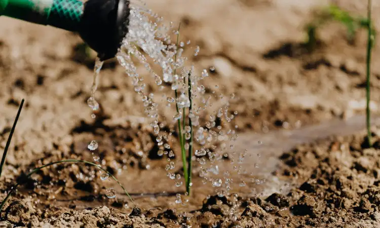Berkebun, Sumber: pexels.com